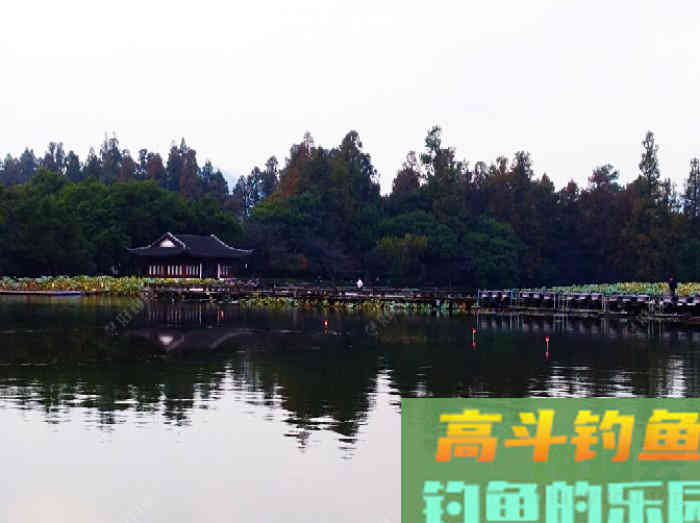 初冬钓大鲫体会，从四个方面解析，教你钓大鲫鱼