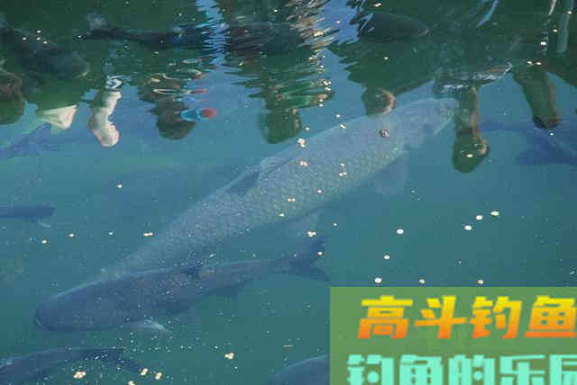 无铅钓法钓大物，我用这种钓法斩获40+大青