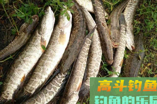 难怪鲤鱼再大都不想钓,自从我用了这黑鱼钓法 难怪鲤鱼再大都不想钓,自从我用了这黑鱼钓法