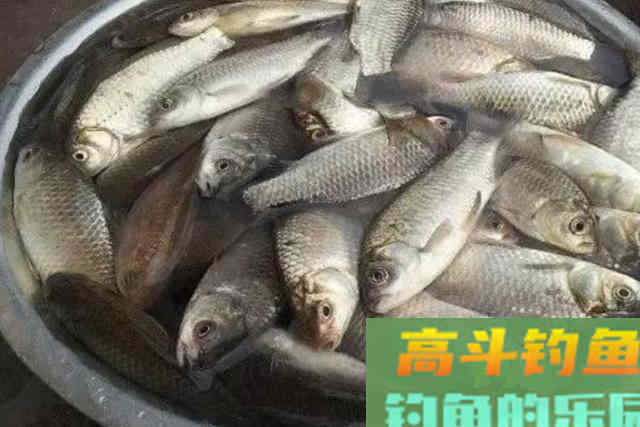 天冷后，大板鲫就不咬钩了？那是你没用这狠招