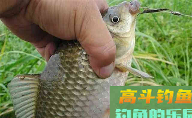 鲫鱼不爱咬钩?是时候给饵料加个鸡蛋了 鲫鱼不爱咬钩?是时候给饵料加个鸡蛋了