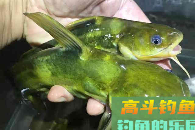 黄鸭叫这钓法太火了，简单实用又省事