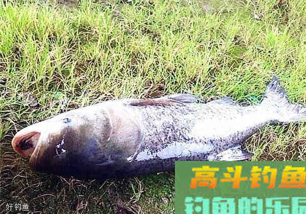 夏天钓鲢鳙技巧全方面总结（饵料、钓位、钓法）