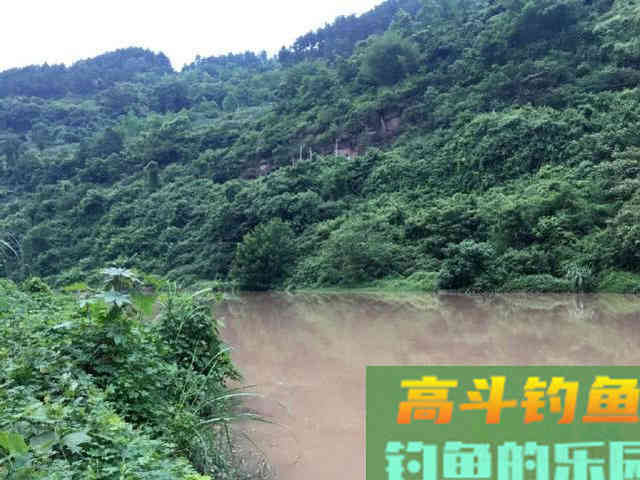 浑水钓黄颡的方法，特有效
