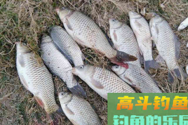 米饭粒钓鲫鱼要不要加工?如何用米饭钓鲤鱼和草鱼 米饭粒钓鲫鱼要不要加工?如何用米饭钓鲤鱼和草鱼