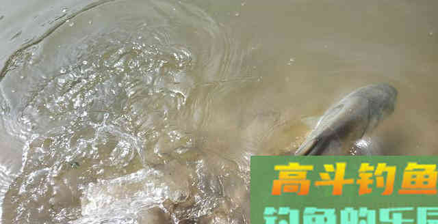 爆拉鲢鳙关键在于用饵节奏,可惜多数钓友并不知晓 爆拉鲢鳙关键在于用饵节奏,可惜多数钓友并不知晓