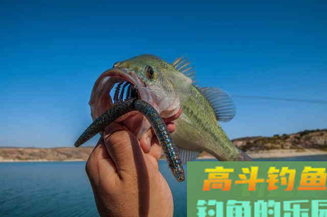 学会这几个钓鲈鱼技巧，每次出钓让你从不空手而归