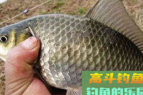 初春双竿钓鲫鱼的一点体会