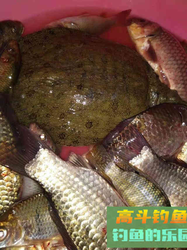 冬天钓大板鲫的三个要点 冬天钓大板鲫的三个要点