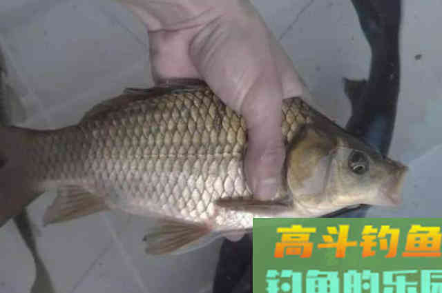 钓了30年鲫鱼,这钓法还是头一次见 钓了30年鲫鱼,这钓法还是头一次见
