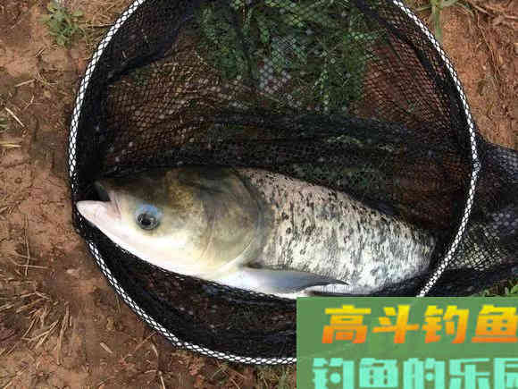 手竿钓鲢鳙：为何伊豆完胜伊势尼