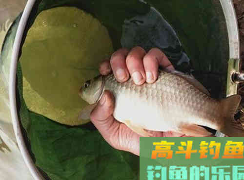 初春野钓遇到鲫鱼浮头怎么钓？学会这3可解决
