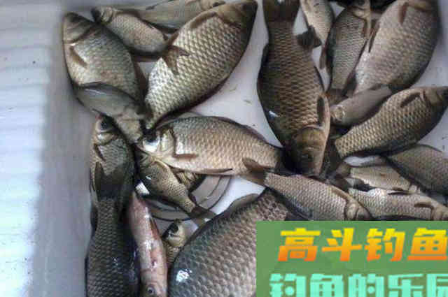 刚立秋，我就用特色鲫鱼钓法