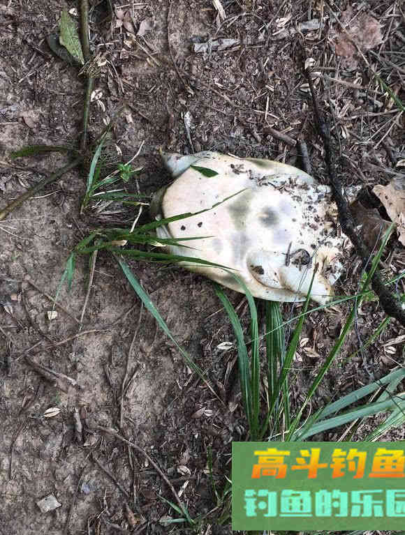 如何用猪肝钓甲鱼?运气好的时候一天能钓十几只 如何用猪肝钓甲鱼?运气好的时候一天能钓十几只