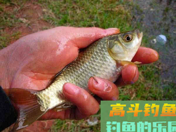 为什么土鲫鱼这么受到钓鱼人的青睐？