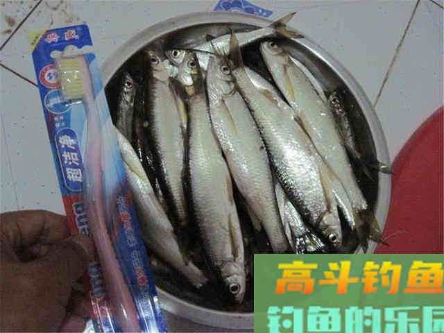 白条哭晕在油锅，批量钓法分享，也可只钓大的