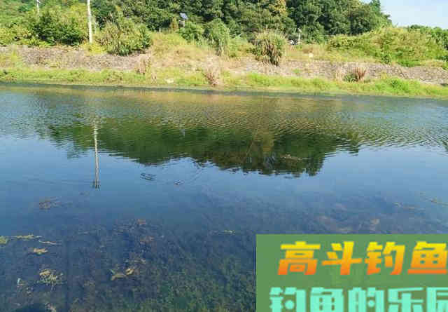 春天的黑鱼为何只咬一口？从水温入手找原因