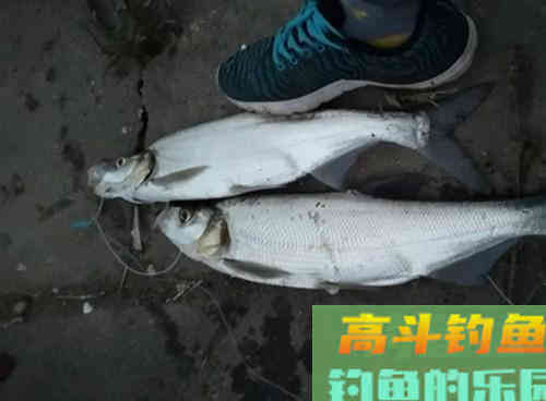 为什么你总钓的都是小翘嘴?学会这三招钓米翘 为什么你总钓的都是小翘嘴?学会这三招钓米翘
