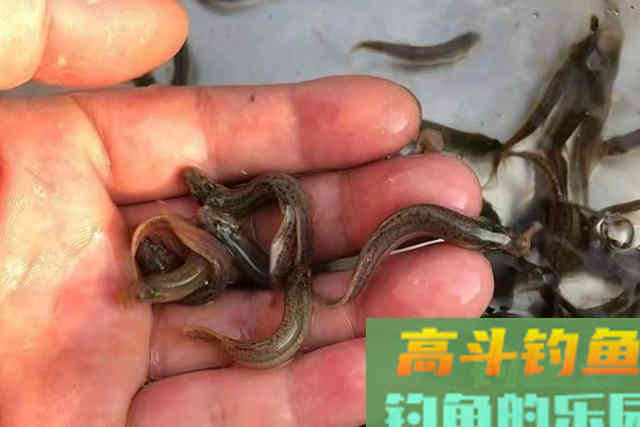 试试3个狠招，翘嘴鱼钓了一条又一条