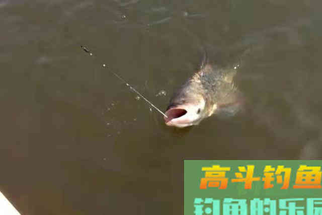 谁料这鲢鳙鱼钓法,效果却出奇的好 谁料这鲢鳙鱼钓法,效果却出奇的好