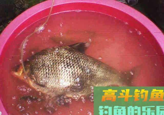 掌握1套用饵策略,3套垂钓心得,才能钓好鳊鱼 掌握1套用饵策略,3套垂钓心得,才能钓好鳊鱼