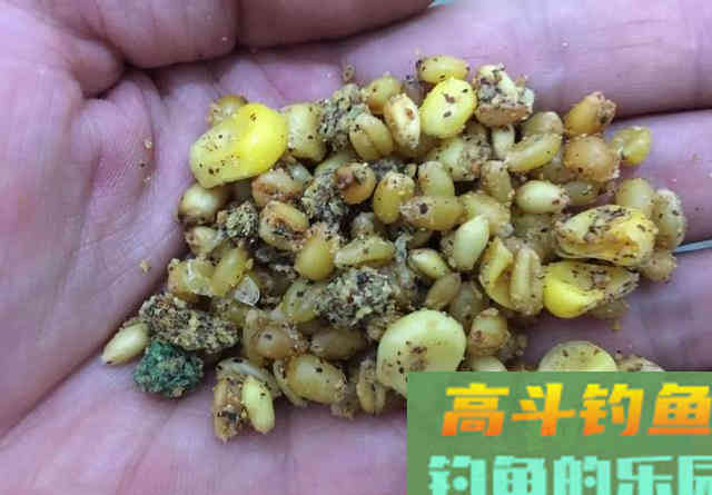 本味饵、低雾化,鲢鳙闹窝的完整解决方案 本味饵、低雾化,鲢鳙闹窝的完整解决方案