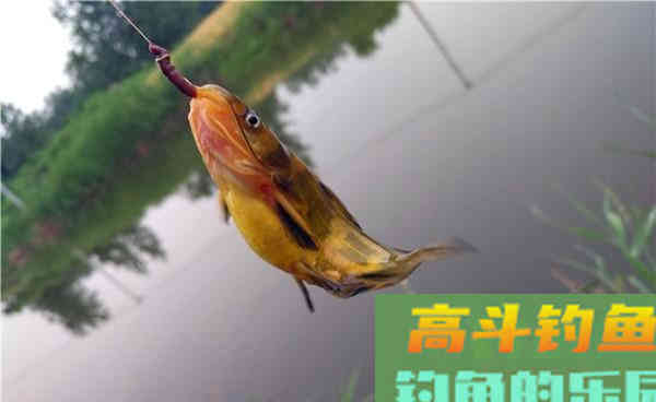 秋季手竿黄辣丁，简单的技巧助你轻松钓到