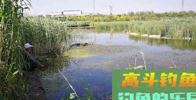 夏季钓黑鱼，分析黑鱼的生活习性选择合适钓法