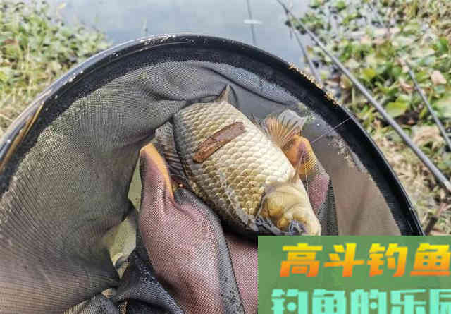 小野塘鲫鱼连杆，4个小时钓了半桶