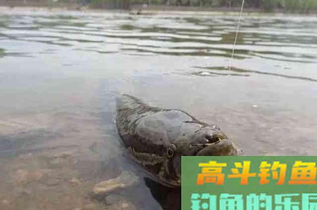 二十年的黑鱼钓法屡试不爽,刚一下竿就有口 二十年的黑鱼钓法屡试不爽,刚一下竿就有口
