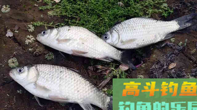 入秋如何钓鲫鱼?老手爆钓30斤的秘诀在这里 入秋如何钓鲫鱼?老手爆钓30斤的秘诀在这里