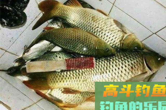 再次提醒：鲤鱼只需照我说的钓就好
