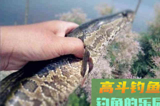 野钓黑鱼需牢记的一些钓法技巧
