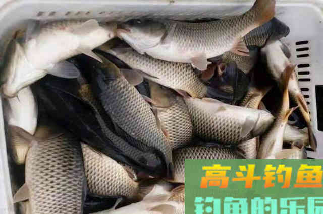 夏天征服鲤鱼还得用这钓法，一天不试特难受