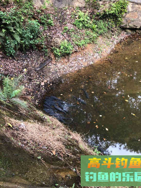 夏季黑鱼多且好钓，手竿以及传统钓攻略分