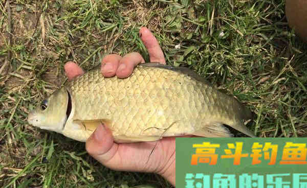 秋季野钓大鲫鱼,天气钓组打窝等技巧 秋季野钓大鲫鱼,天气钓组打窝等技巧