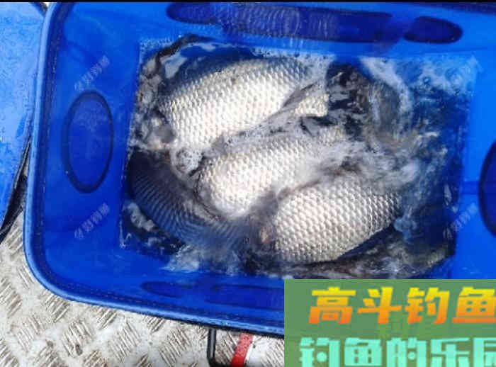 秋冬季钓大鲫鱼的技巧，钓法运用与饵料搭配