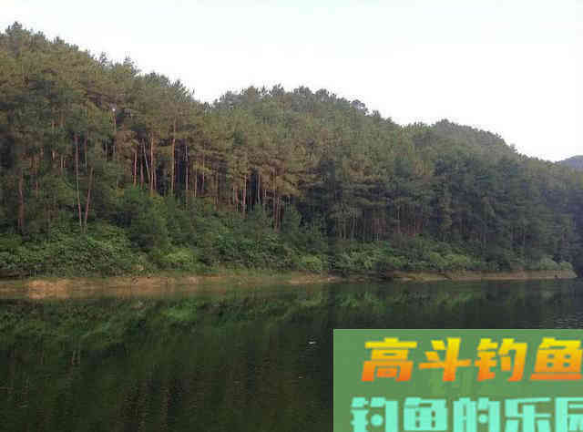 鳊鱼嘴馋属于傻鱼,分享一种特效饵和三种钓法 鳊鱼嘴馋属于傻鱼,分享一种特效饵和三种钓法
