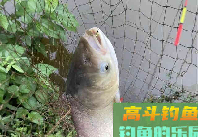钓鲢鳙打不到正口？那是提竿不及时