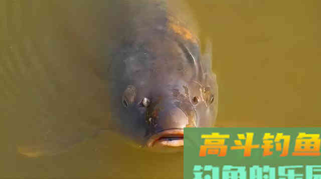 野钓鲤鱼,掌握这几个技巧,新手也能有收获 野钓鲤鱼,掌握这几个技巧,新手也能有收获