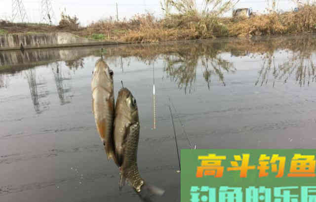 野河钓不到半斤以上的鲫鱼?可能是鱼太多了 野河钓不到半斤以上的鲫鱼?可能是鱼太多了