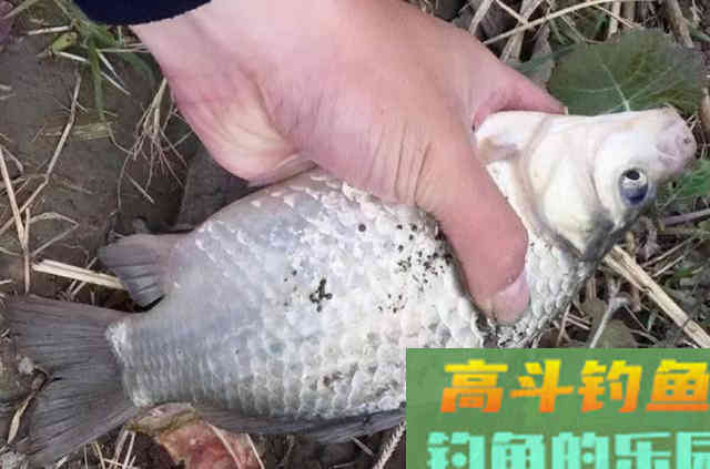 冬钓大鲫鱼的最佳方式,知道的人不简单 冬钓大鲫鱼的最佳方式,知道的人不简单