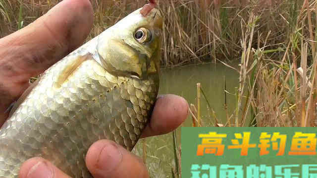 天气转凉降温后,鲫鱼应该怎么钓 天气转凉降温后,鲫鱼应该怎么钓