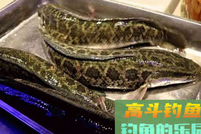 初秋了,黑鱼不是一般的难钓,庆幸我有这狠招 初秋了,黑鱼不是一般的难钓,庆幸我有这狠招