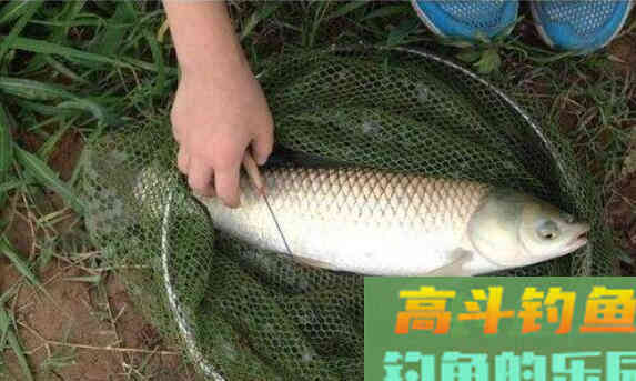南瓜花也能钓草鱼?南瓜花钓草鱼的挂钩方法 南瓜花也能钓草鱼?南瓜花钓草鱼的挂钩方法