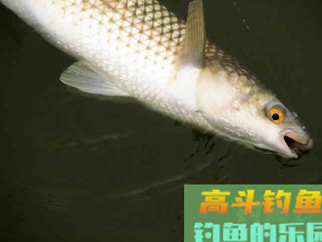 鲻鱼如何钓,钓内河鲻鱼的方法与技巧 鲻鱼如何钓,钓内河鲻鱼的方法与技巧