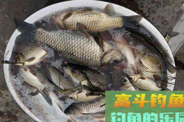 冬天太冷，我就喜欢用这鲫鱼钓法