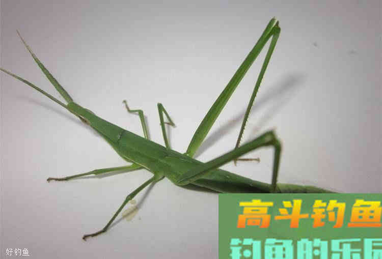 秋季草鱼习性与用饵技巧