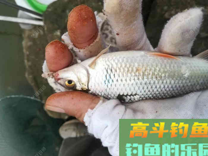 南方罗非鱼，土鲮如何钓？这样钓收获满满的