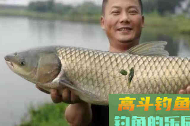 怪不得上钩的草鱼越来越大,殊不知这套钓法才是连竿的关键 怪不得上钩的草鱼越来越大,殊不知这套钓法才是连竿的关键